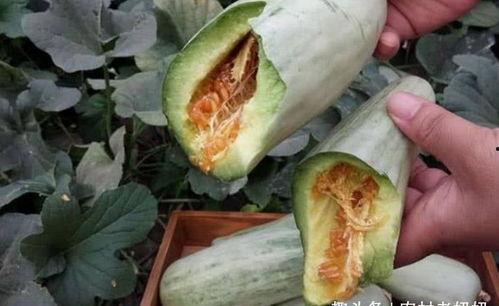 怀孕的人吃小白瓜,营养美味两不误的孕期佳品