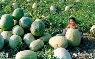 全国第二吃瓜图片,全民围观,瓜香四溢