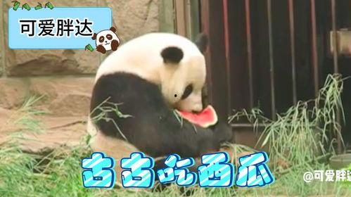 西瓜视频熊猫吃瓜,西瓜视频的趣味瞬间