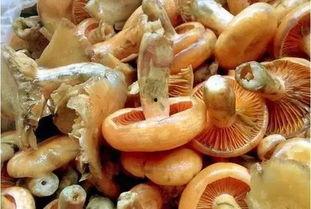 枞树菌可以和瓜一起吃吗,健康美味两不误