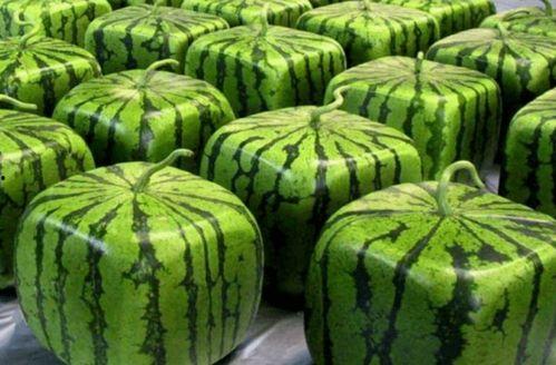 中国吃瓜大队,揭秘网络舆论场中的“瓜农”现象