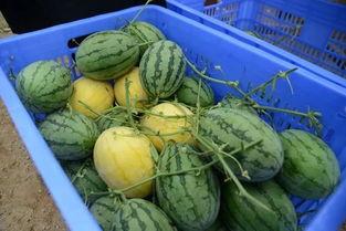 加群看吃瓜,加群看吃瓜背后的社交现象