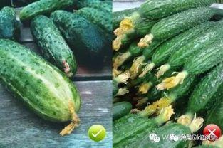 瓜是花还是瓜吃花,探寻自然界的奇妙轮回