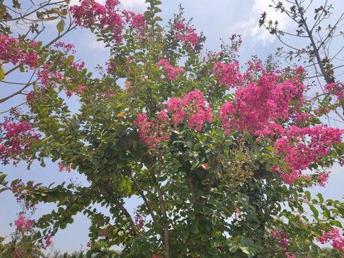 紫薇在b站吃瓜,揭秘娱乐圈幕后真相